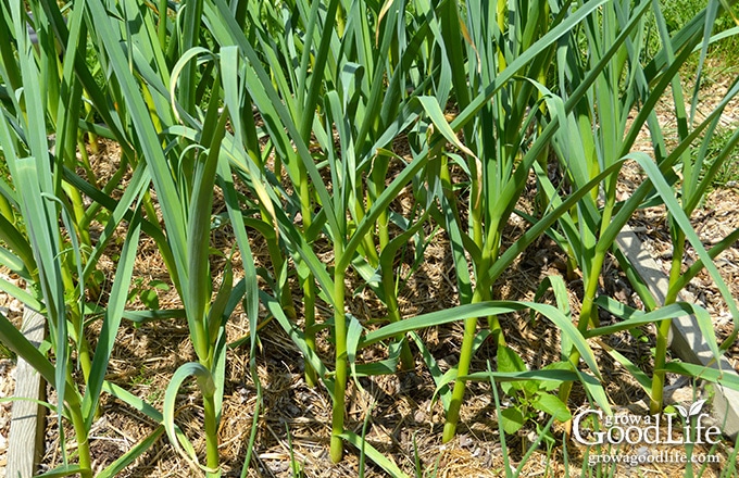 garlic plants in the garden