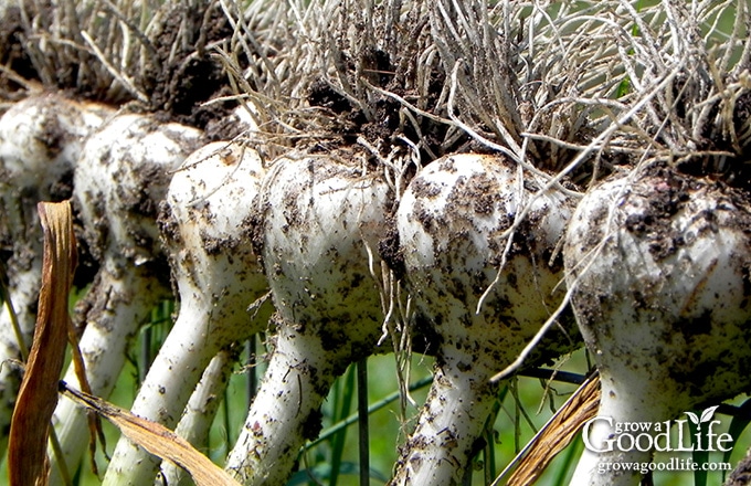 freshly harvested garlic leaning on a fence