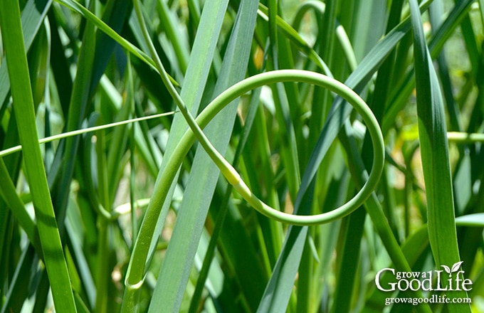 close up of a garlic scape in the garden