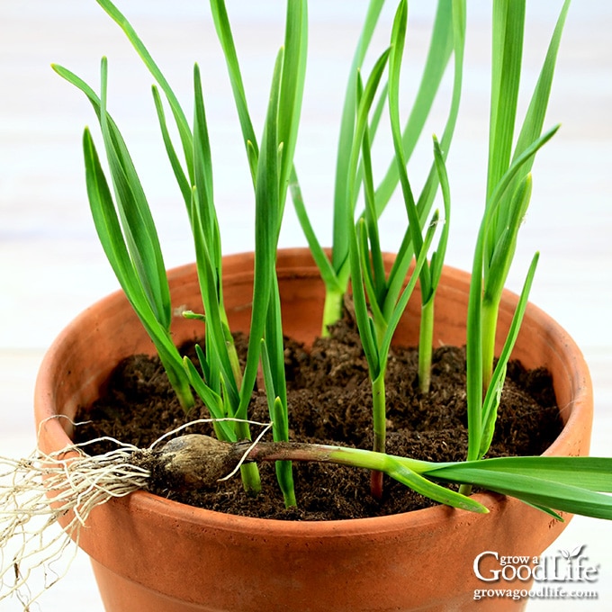 sprouted garlic in a pot