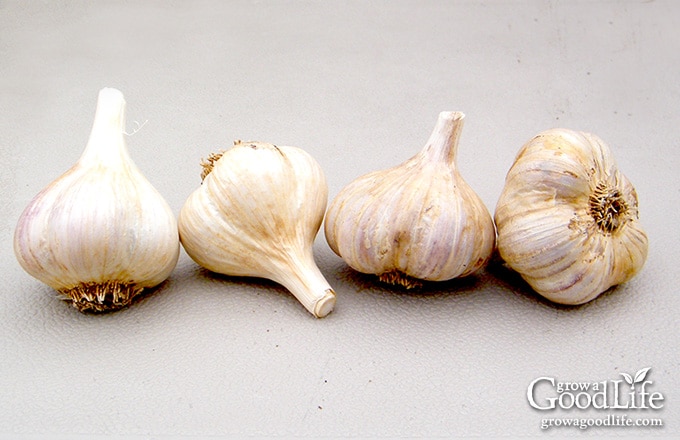 4 hardneck garlic in a row