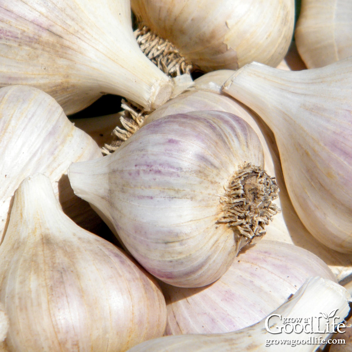 Close up of cured garlic bulbs with papery skins ready for winter storage.