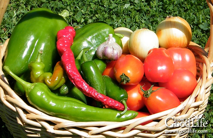 harvest basket of tomatoes, peppers, onions, garlic