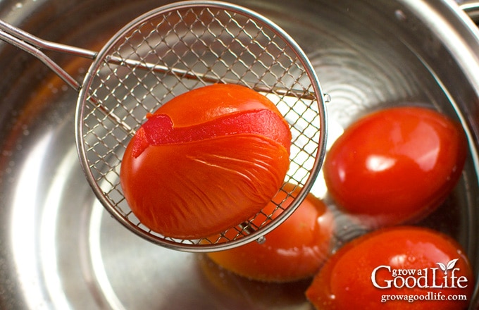 close up of a blanched tomato with cracked skin