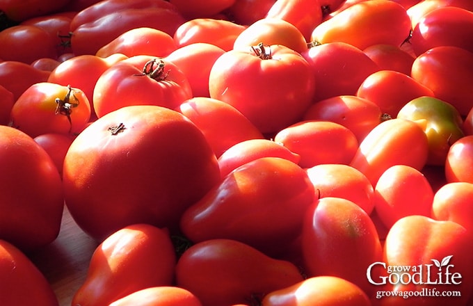 pile of ripe tomatoes on the counter