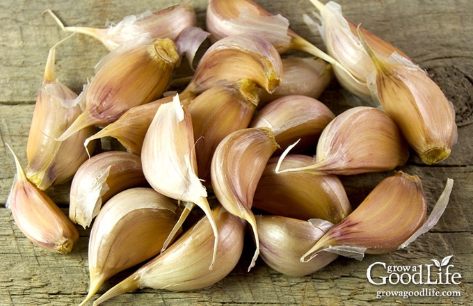 pile of garlic cloves ready to plant