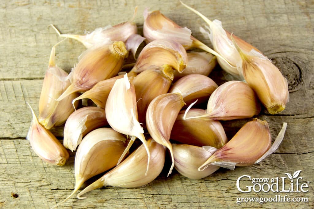 Separated garlic cloves laid out and ready to be planted in the garden.