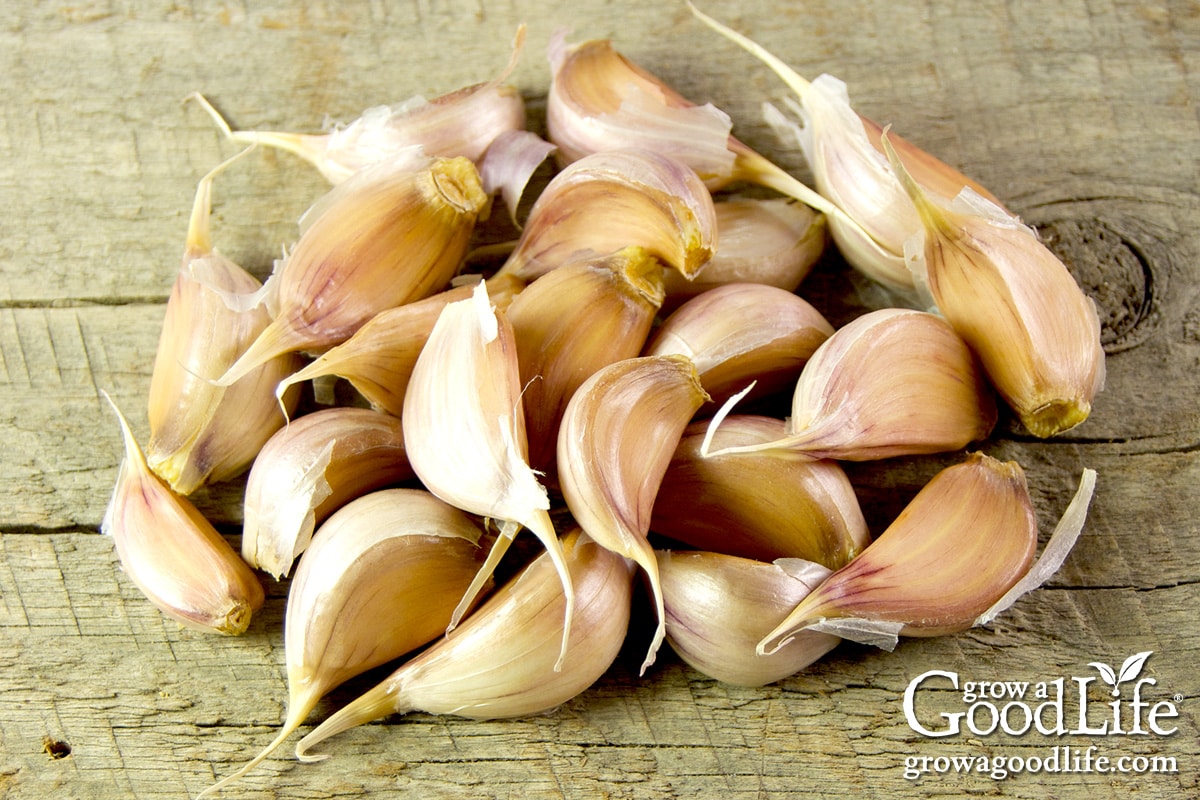 How to Plant Garlic in Spring