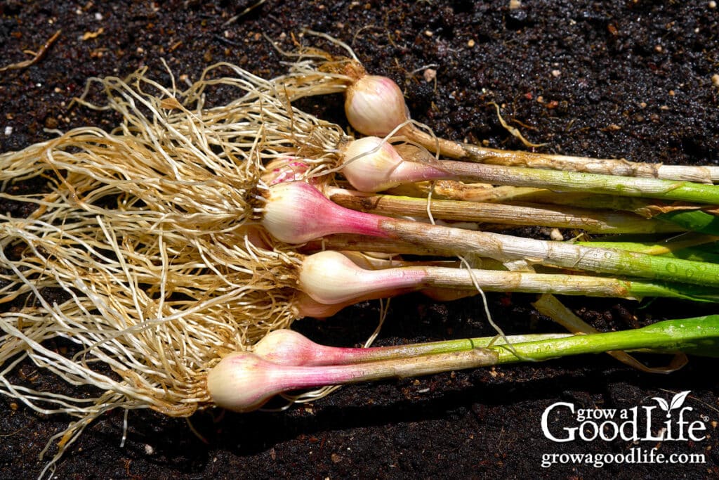 A bunch of freshly harvested young green garlic with immature bulbs laying on garden soil.