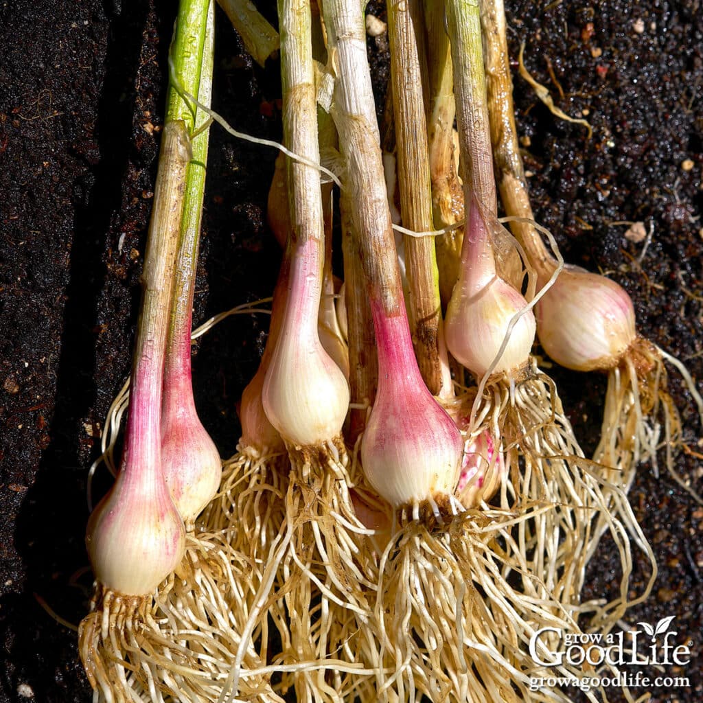 Freshly harvested green garlic bulbs pulled from the garden and resting on the soil.