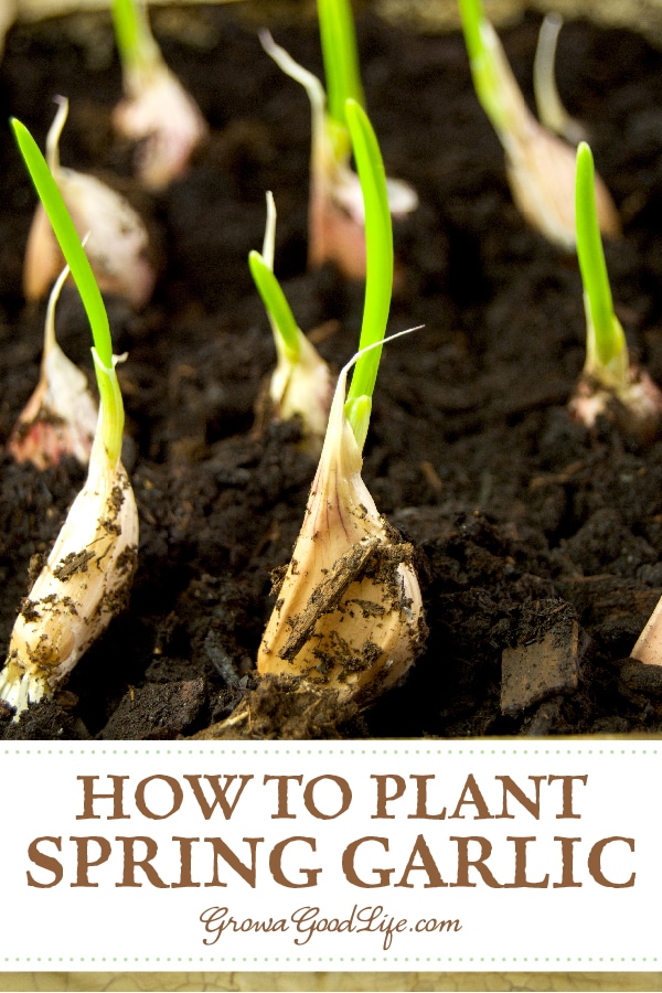 Planting Spring Garlic