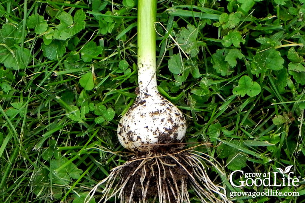 Close-up of a small, immature garlic bulb harvested from spring-planted garlic.