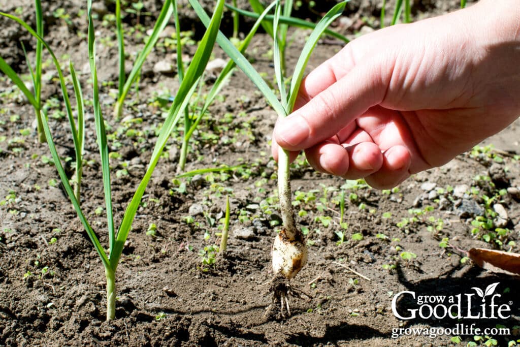 Hand holding a freshly harvested immature garlic growing in a spring garden bed.