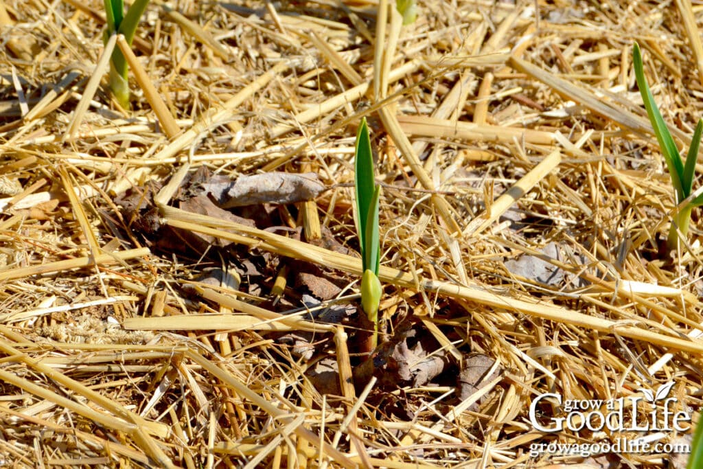 Young garlic sprouts emerging through a layer of straw mulch in early spring.