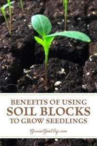 Soil Blocks to Grow Seedlings