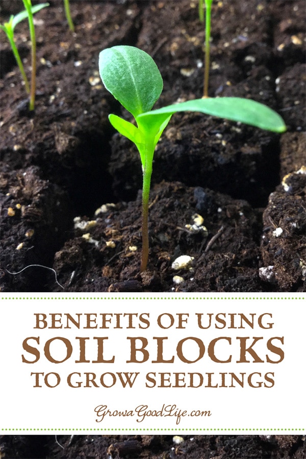 Have you heard of using soil bocks for growing seedlings? A soil block is a cube of lightly compressed soil and nutrients that will grow one transplant. Learn more about using soil blocks for growing seedlings