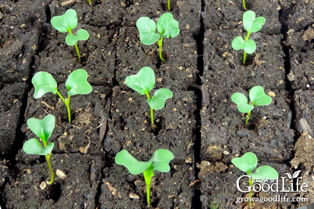 Kale seedlings growing in soil blocks.