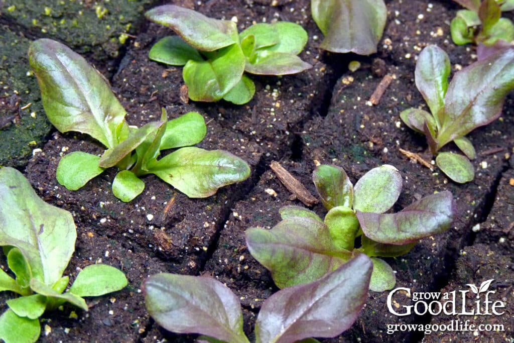 Lettuce seedlings growing in soil blocks.