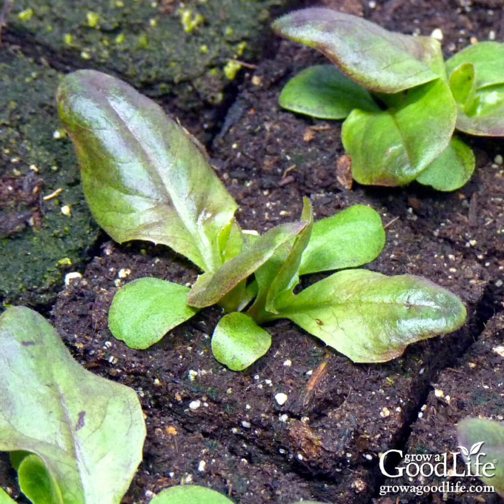 Lettuce seedlings growing in soil blocks.