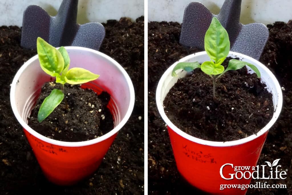 Potting up pepper seedling into a larger container.