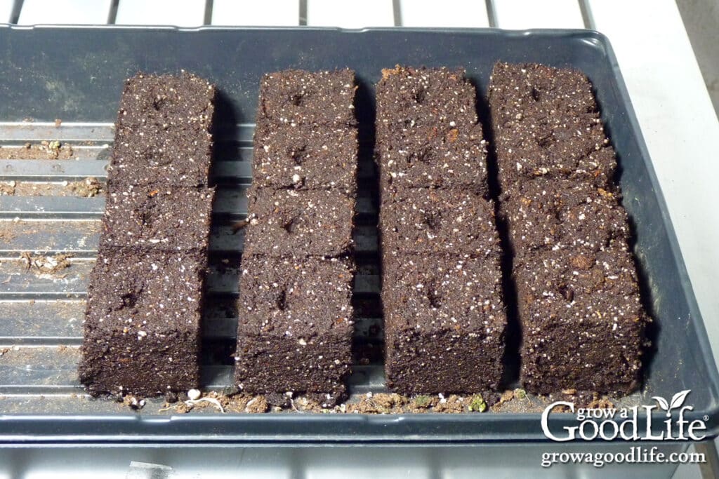 Soil blocks in a seedling tray.