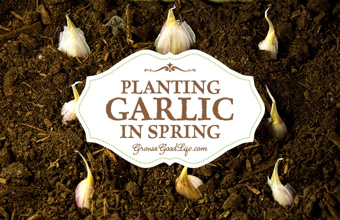Planting Spring Garlic