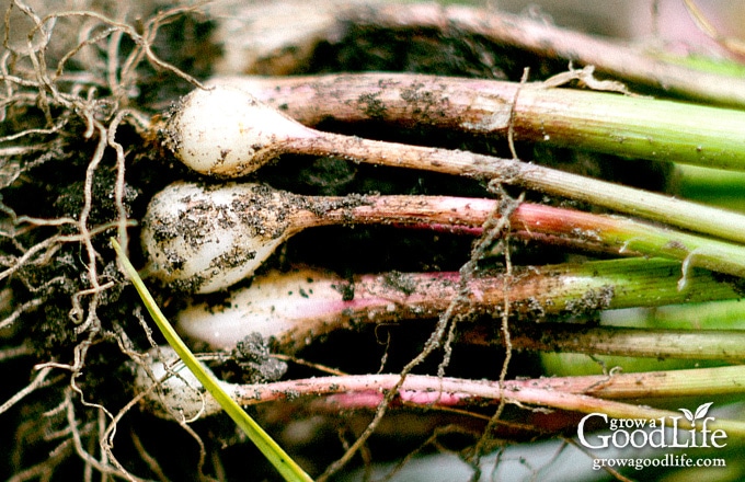 freshly harvest green garlic showing immature cloves