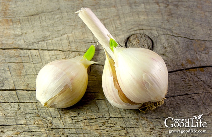 Planting Garlic In Spring