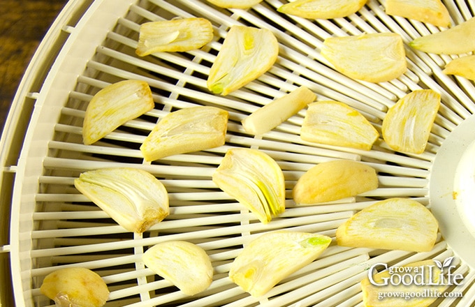 sliced garlic on dehydrator screen