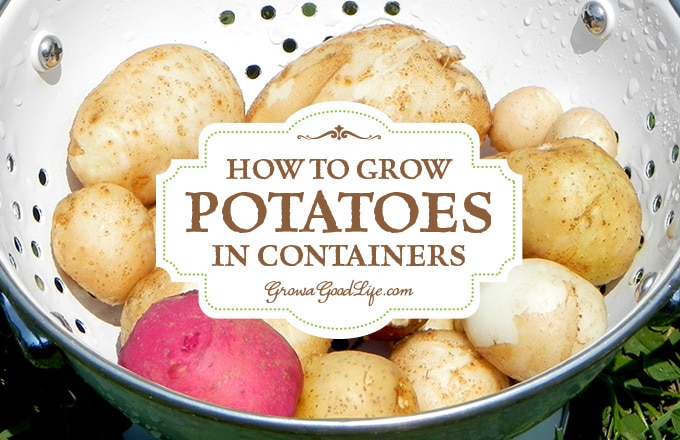 If you don't have the room in your garden to plant potatoes or even if you have no garden at all, you can grow potatoes in containers. Here are some tips for growing potatoes in pots, grow bags, and buckets.