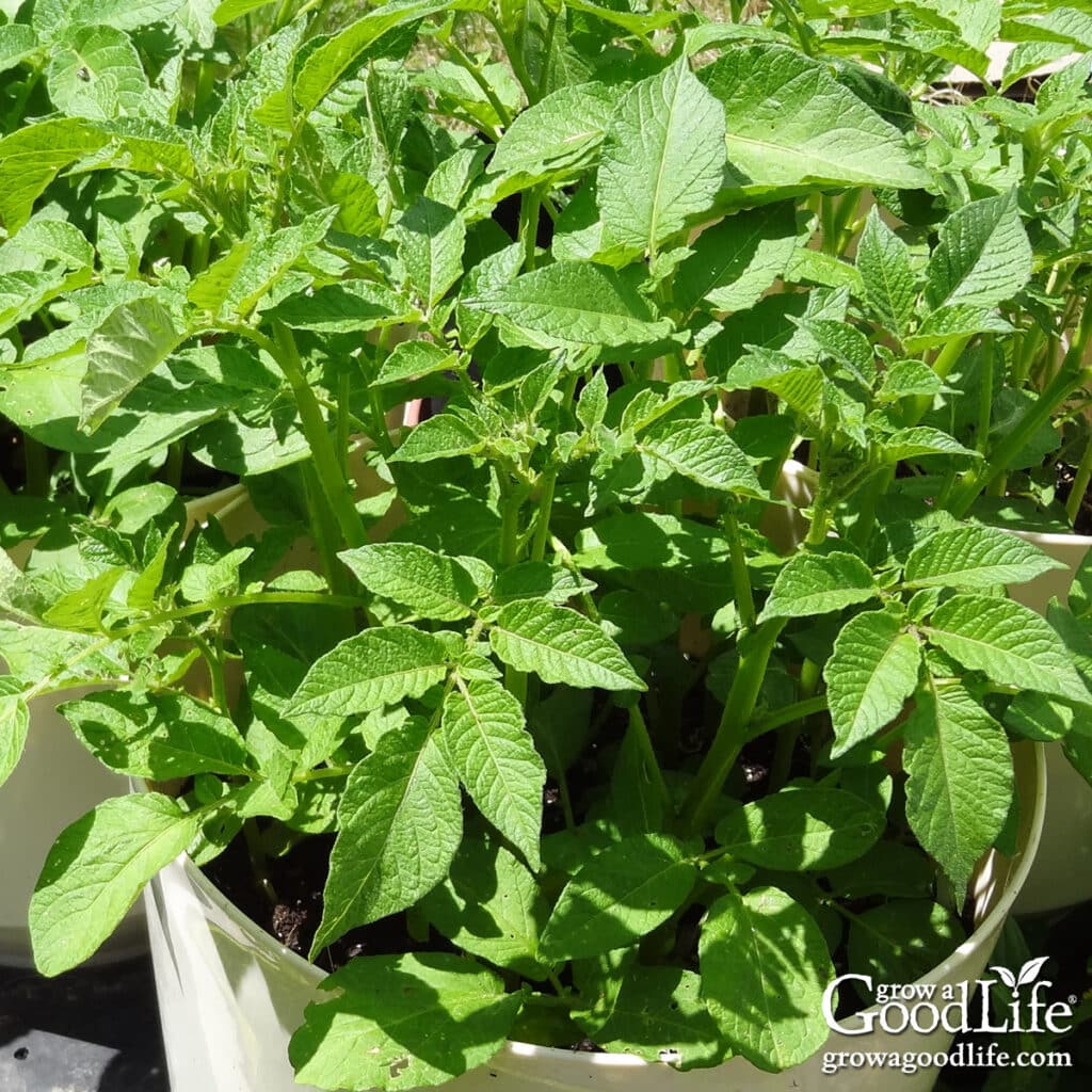 Healthy potato plants growing in a large pot.