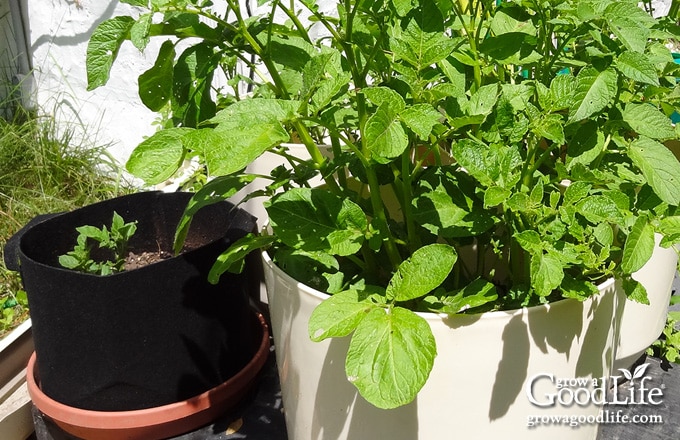 Potato plants growing in a fabric grow bag and large pot.
