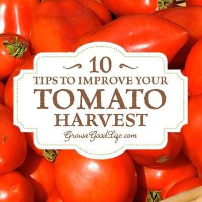 Whether you are growing tomatoes for salads, or to preserve into canned tomato sauce and salsa, these tips will help you improve your tomato harvest.