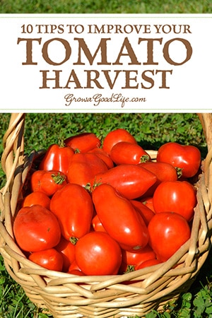 Whether you are growing tomatoes for salads, or to preserve into canned tomato sauce and salsa, these tips will help you improve your tomato harvest.