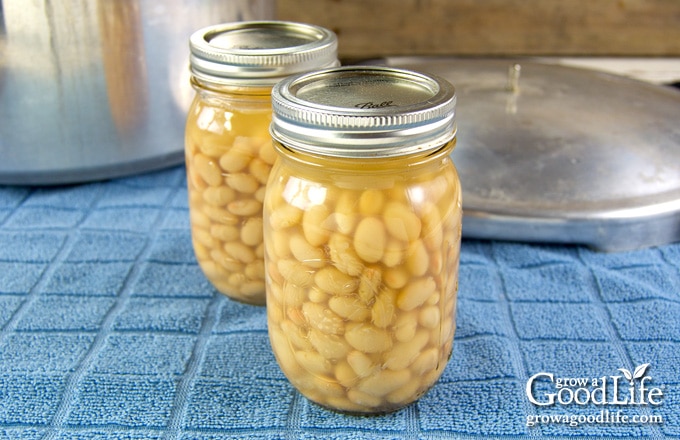 jars of beans cooling on a table
