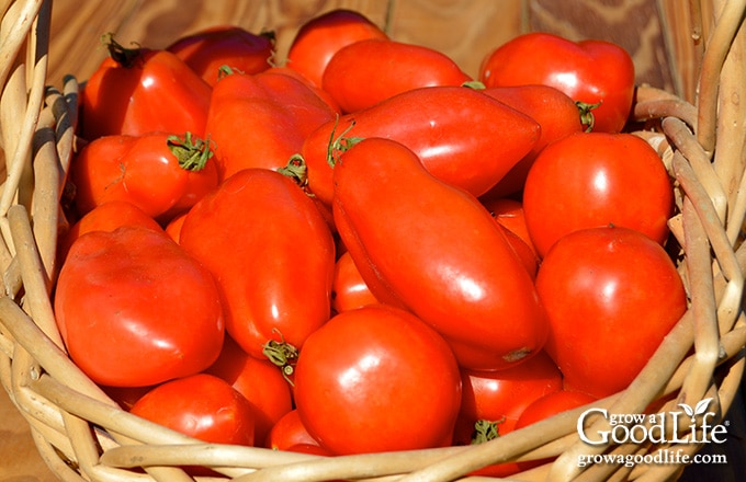 Freshly harvested ripe red tomatoes in a basket.
