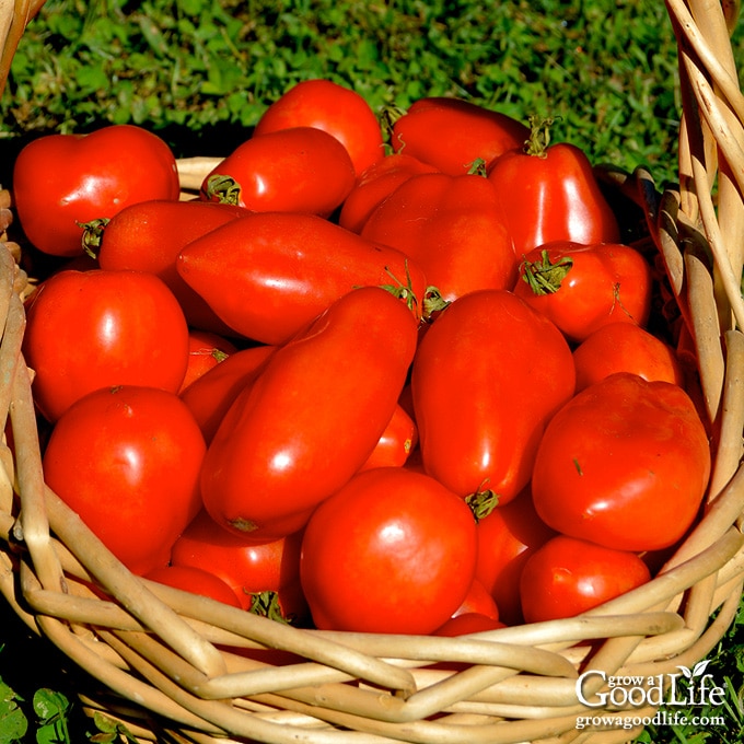 Freshly harvested tomatoes in a basket.