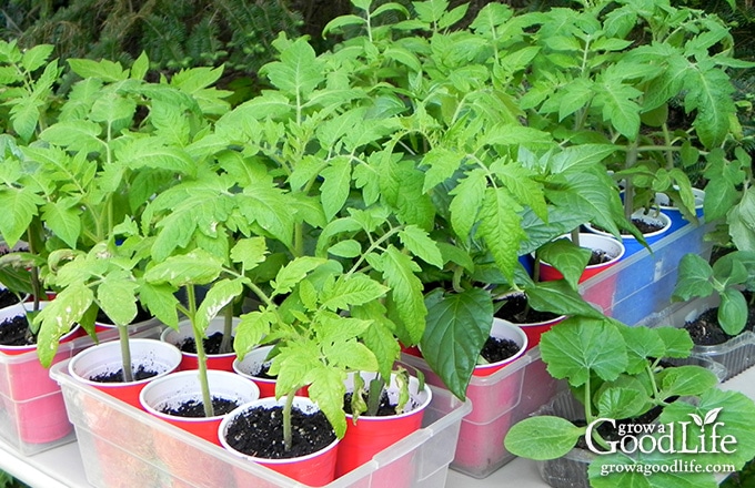 harden tomato seedlings