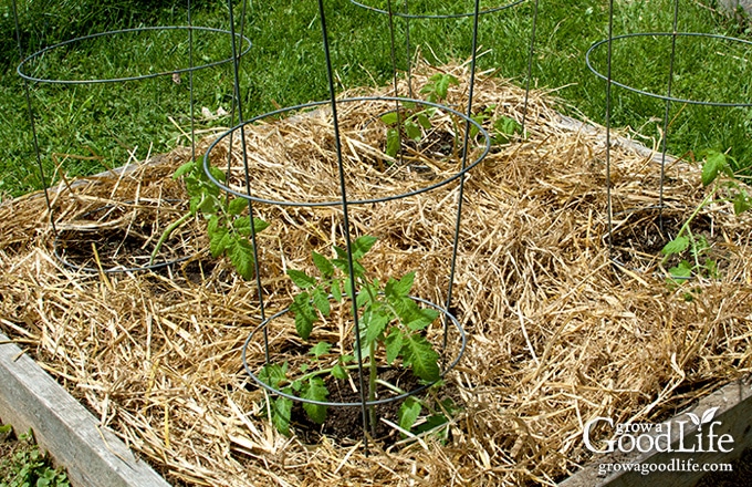 Tomato garden bed mulched with straw.