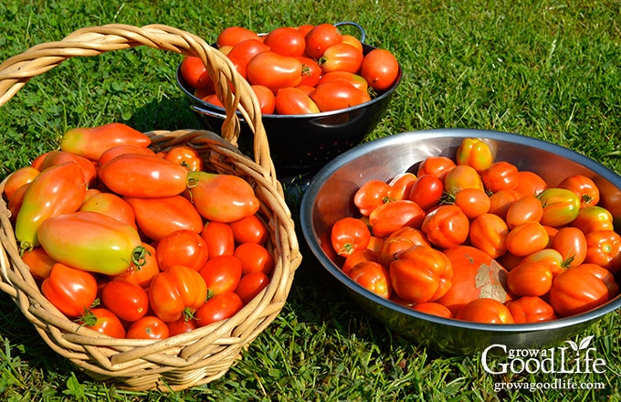 Tomato harvest in bowls and baskets.