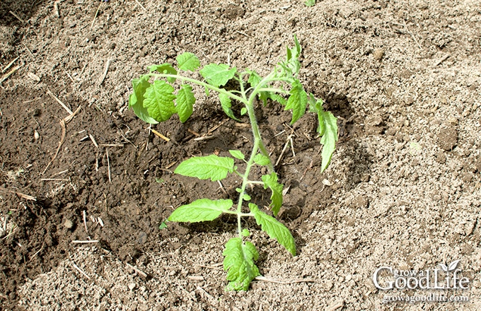 when to transplant tomato seedlings