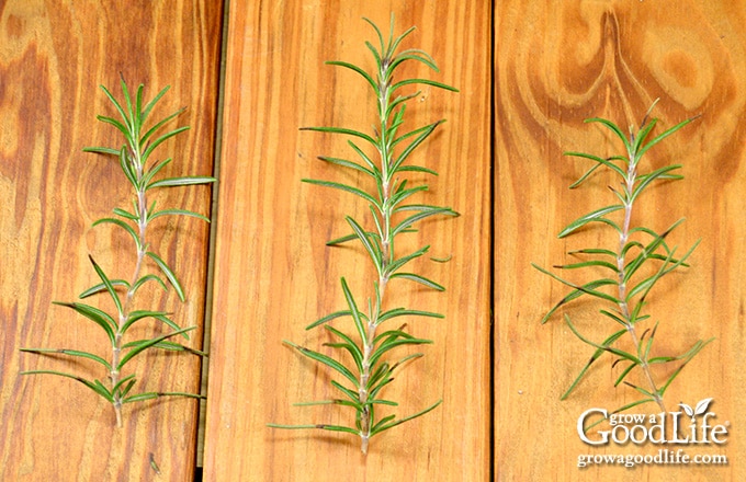 three rosemary stem cuttings on a table