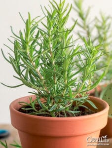 How to Propagate a Rosemary Plant from Stem Cuttings