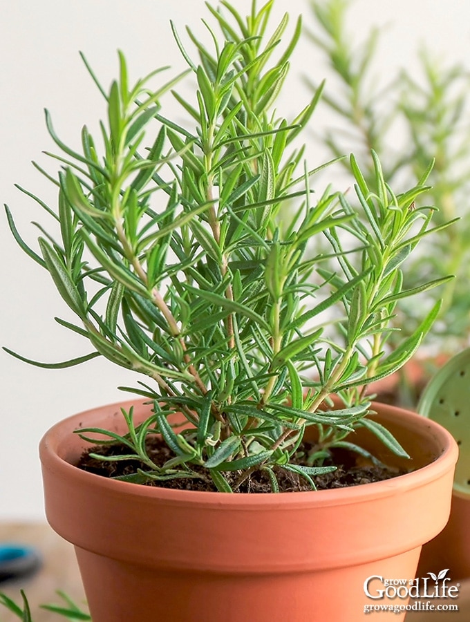 Can You Grow Rosemary From a Cutting - Back Gardener