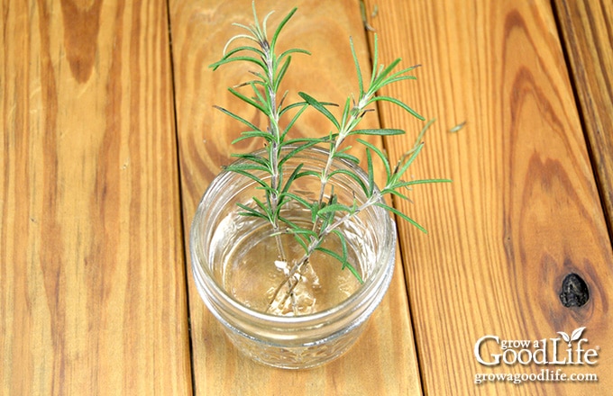 image of a jar of water with three rosemary stems