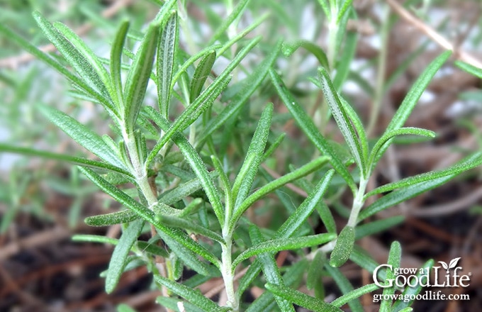 image of fresh green shoots on a rosemary plant