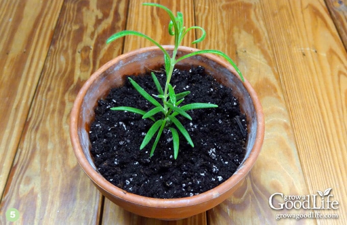 How to Propagate a Rosemary Plant from Stem Cuttings