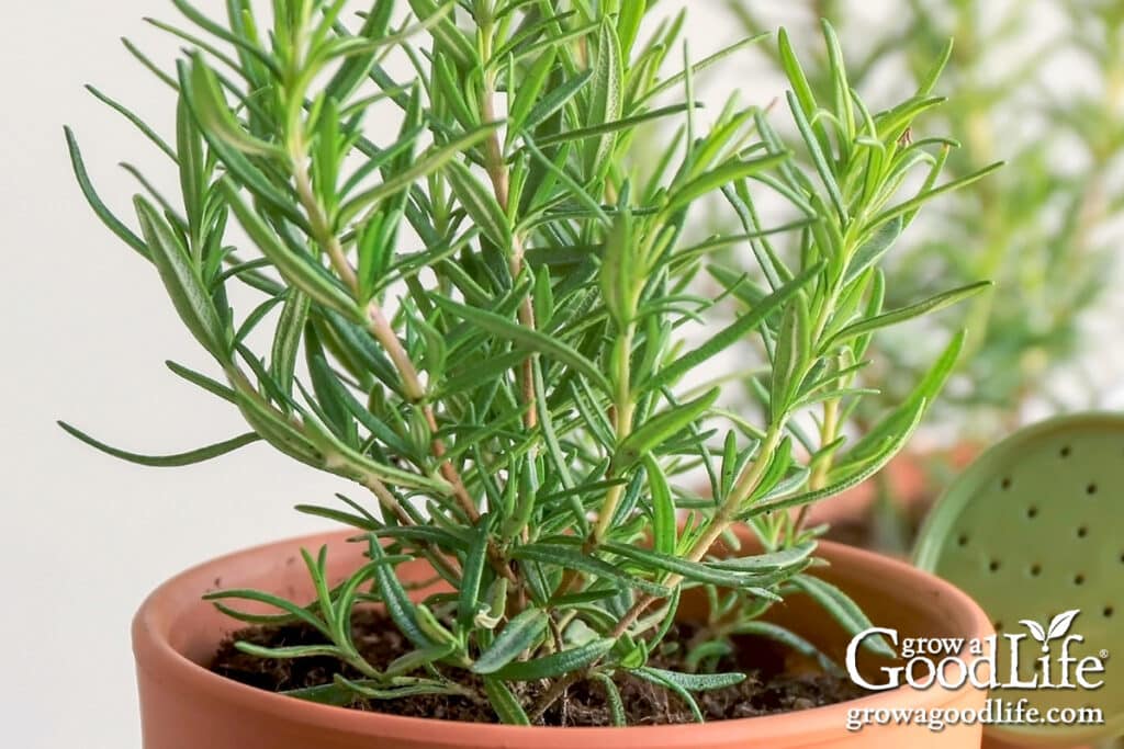 A healthy rosemary plant growing in a terracotta pot.
