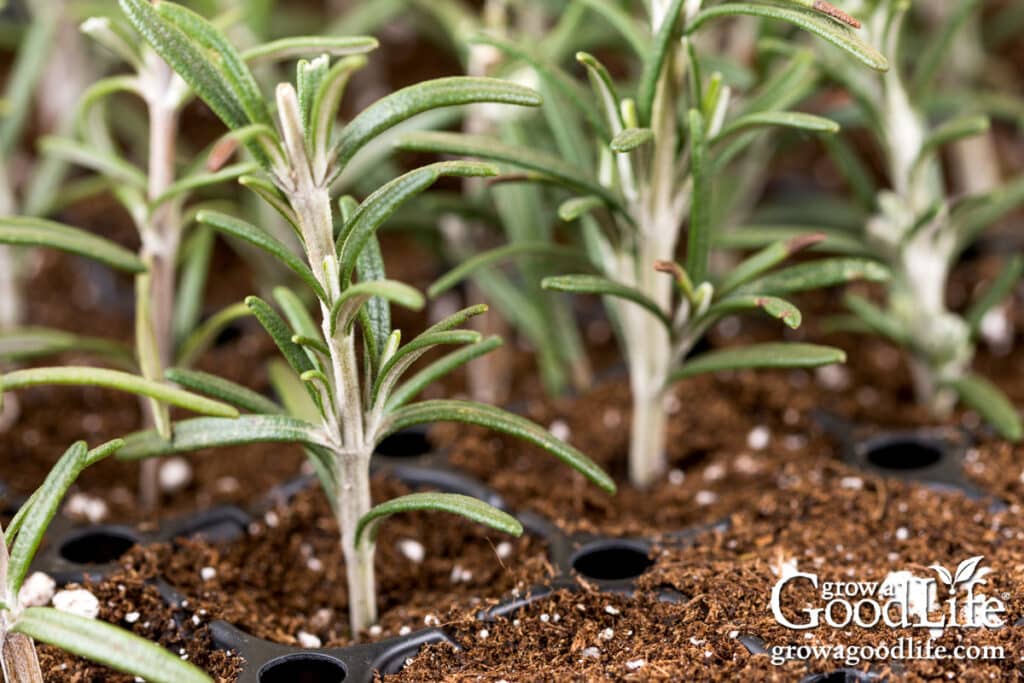 Close-up of rosemary cuttings rooting in soil in a seedling tray.