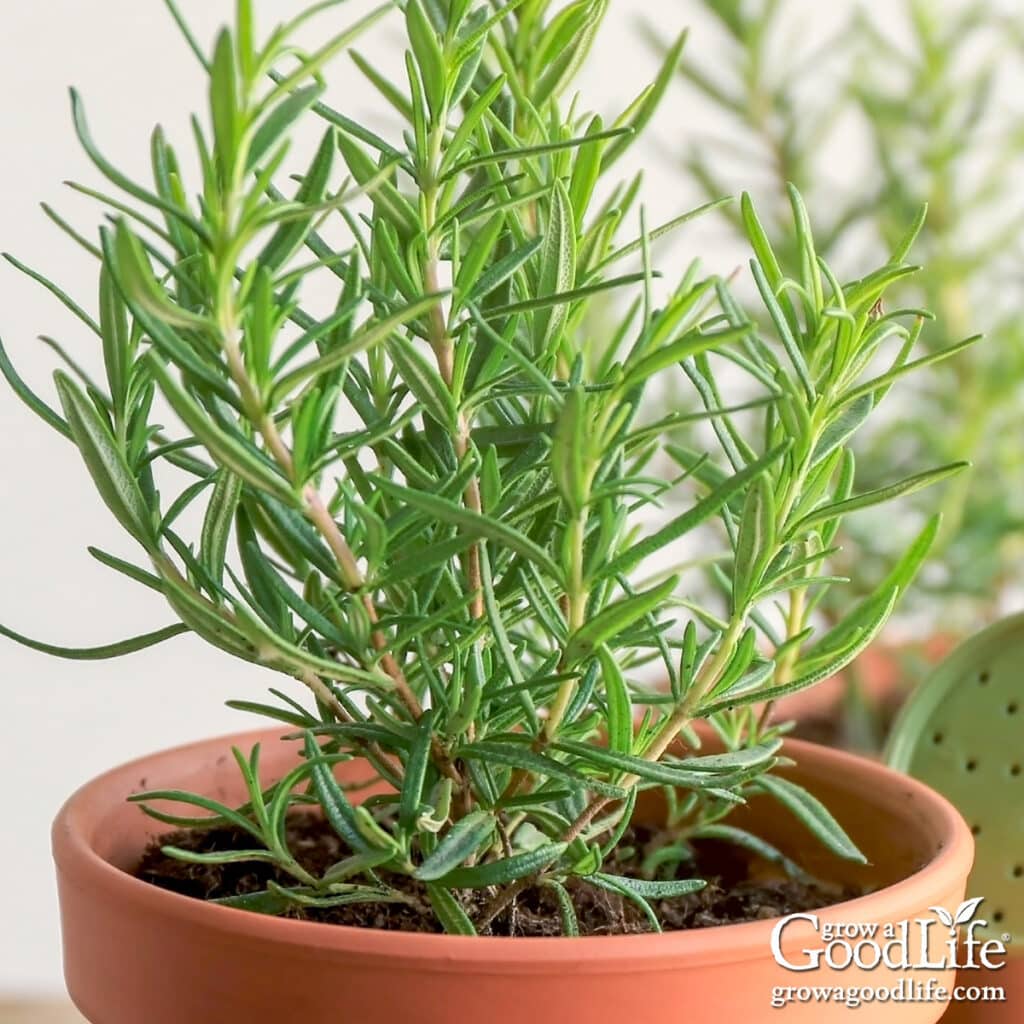 Healthy rosemary plant growing in a terracotta pot.